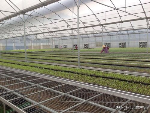 有机蔬菜种植基地(广东省最大的现代化有机蔬菜生产基地)