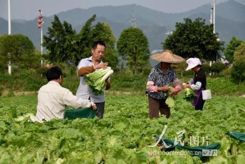 4月24日,在贵州省榕江县三鑫天源蔬菜种植基地,农民在扛运蔬菜.