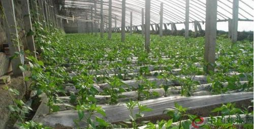 张家口涿鹿县推进农业结构调整提高蔬菜种植效益