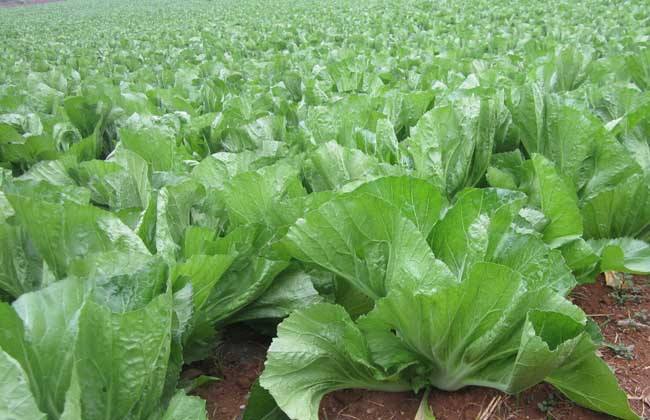 芥菜抽薹原因及防治措施 - 蔬菜种植 - 黔农网