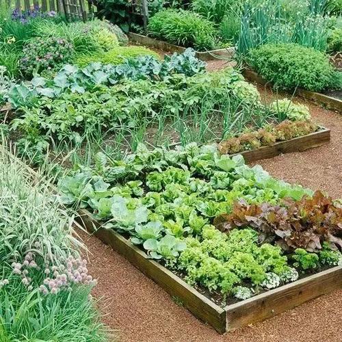 庭院种植蔬菜感受自给自足的生活