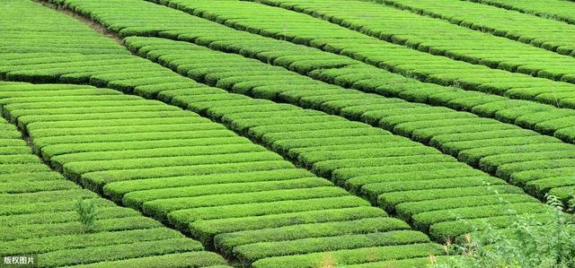 茶园套种红小豆高产栽培技术,提升农作物产量,值得一看|种植_网易订阅
