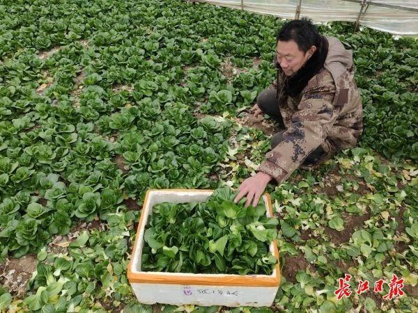 记者在武汉市黄陂区兰氏蔬菜看到,少部分耐寒蔬菜种植在露天